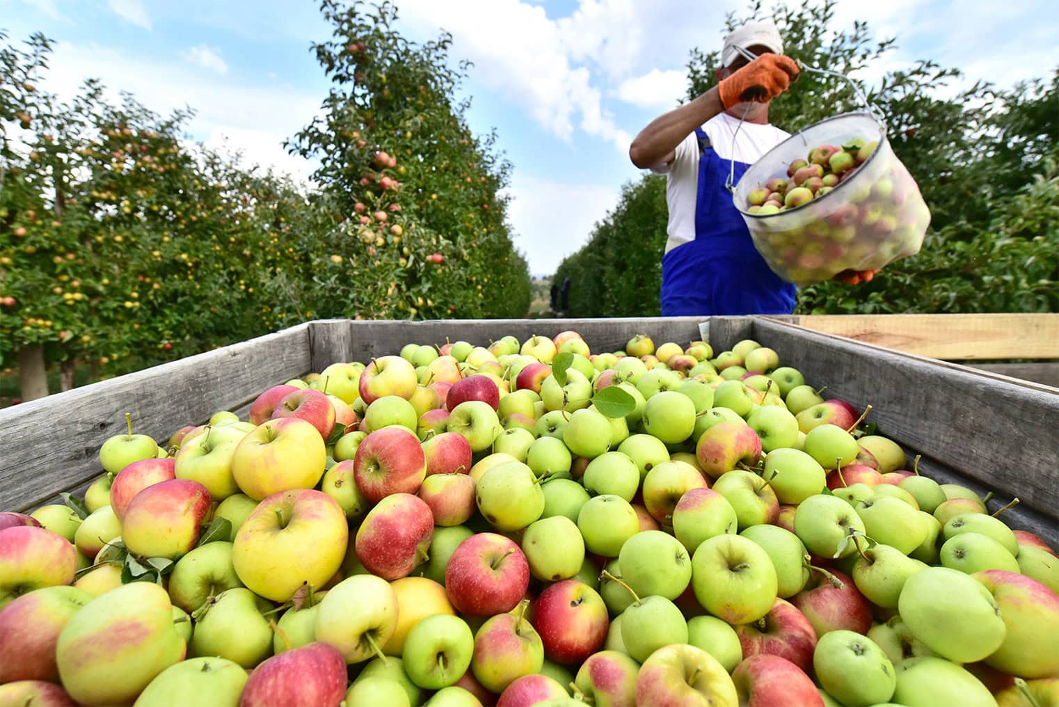 Photo of a farm worker harvesting apples