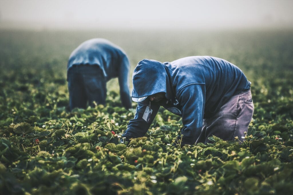 Photo showing two farm workers harvesting crops 