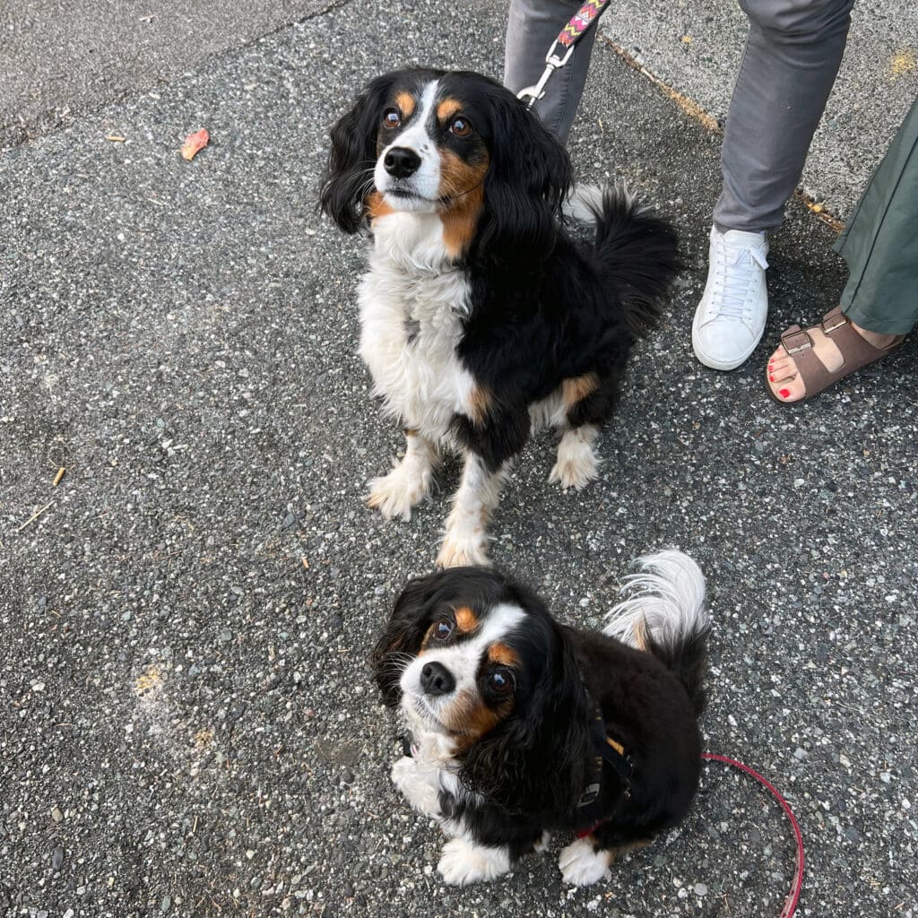 Picnic And Big Picnic